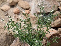 Cryptantha oxygona