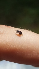 Synolabus bipustulatus