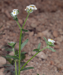 Cryptantha oxygona