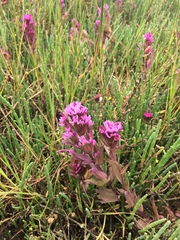 Castilleja ambigua humboldtiensis