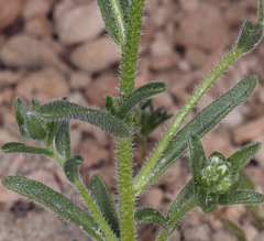Cryptantha oxygona