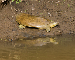 Apalone spinifera pallida