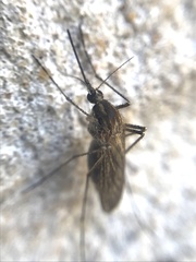 Aedes albifasciatus