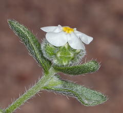 Cryptantha oxygona