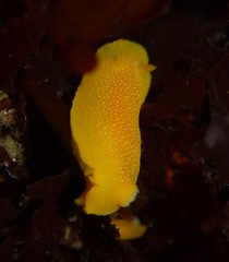 Doriopsilla albopunctata