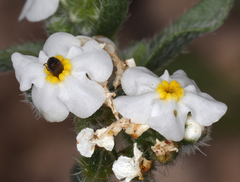 Cryptantha oxygona