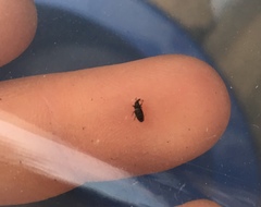 Dryophthorus americanus