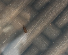 Dryophthorus americanus