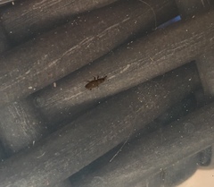 Dryophthorus americanus