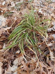 Oryzopsis asperifolia