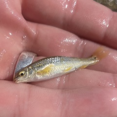 Dionda texensis