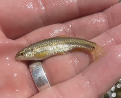 Dionda texensis