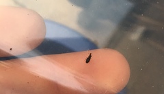 Dryophthorus americanus