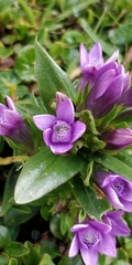Gentianella germanica