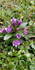 Gentianella germanica