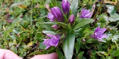 Gentianella germanica