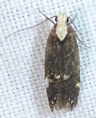 Chionodes phalacra