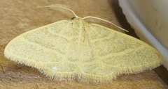 Chlorochlamys appellaria