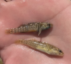 Etheostoma lepidum