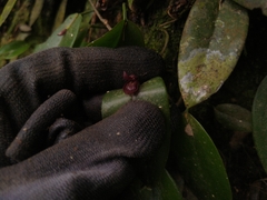 Acianthera serpentula