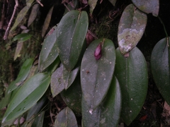 Acianthera serpentula
