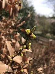 Lindera angustifolia
