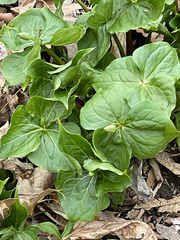 Trillium erectum