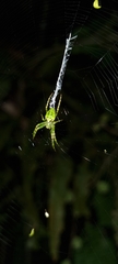 Novaranea