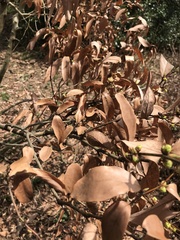 Lindera angustifolia