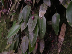 Acianthera serpentula