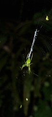 Novaranea