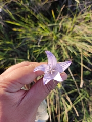 Campanula rapunculus