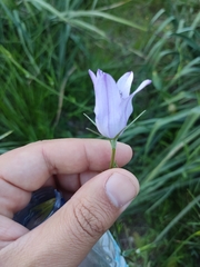 Campanula rapunculus