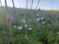 Campanula rapunculus