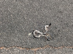 Lampropeltis splendida