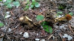 Ophiocordycipitaceae