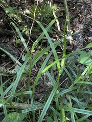 Scleria eggersiana