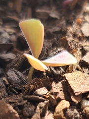 Trifolium dubium