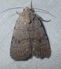 Caradrina aspersa
