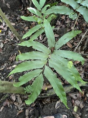 Meniscium reticulatum