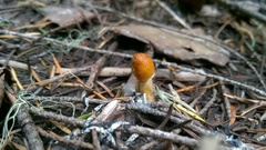 Ophiocordycipitaceae