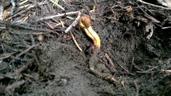 Ophiocordycipitaceae