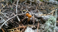 Ophiocordycipitaceae