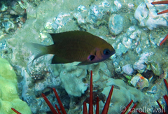 Pycnochromis pacifica
