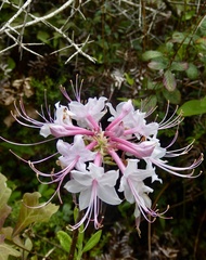 Rhododendron canescens image