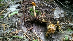 Ophiocordycipitaceae