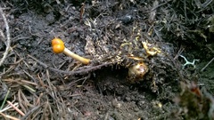 Ophiocordycipitaceae