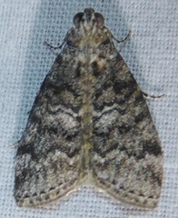 Pococera callipeplella