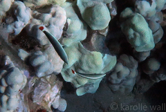 Anampses chrysocephalus