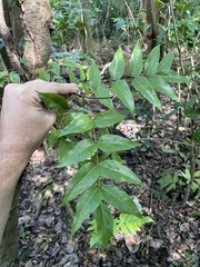 Libidibia monosperma